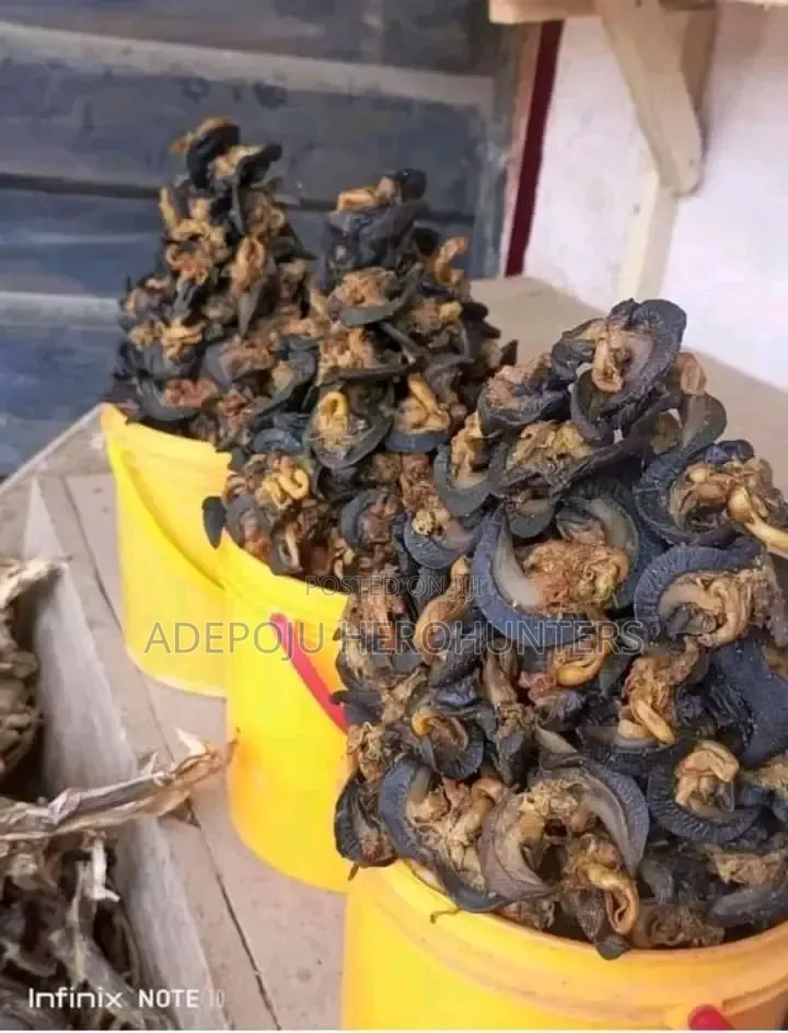 Snails (White Meat)
