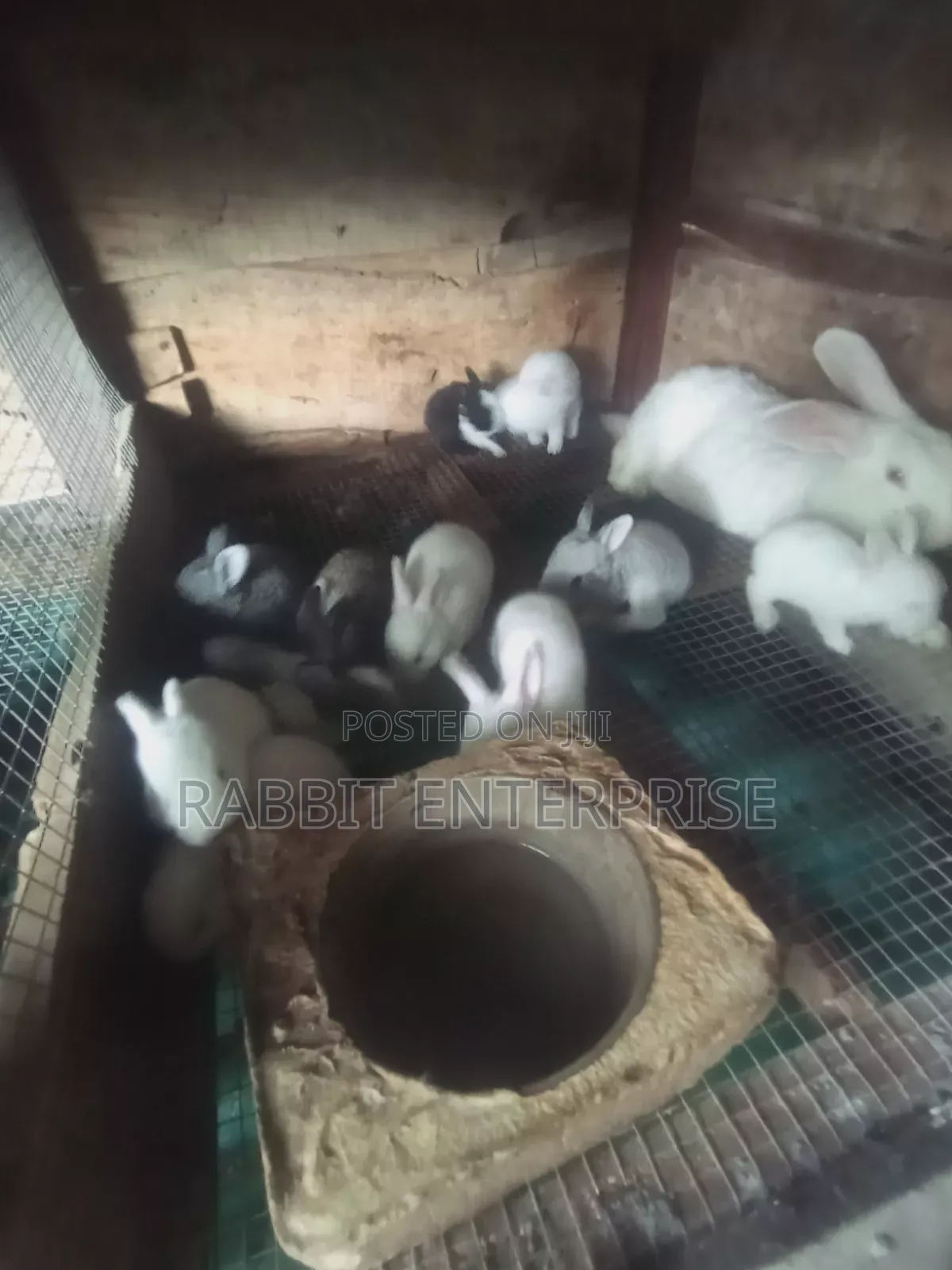 Rabbits Enterprise, U Can Book Urs Now