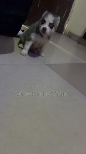 1-3 months Male Purebred Siberian Husky