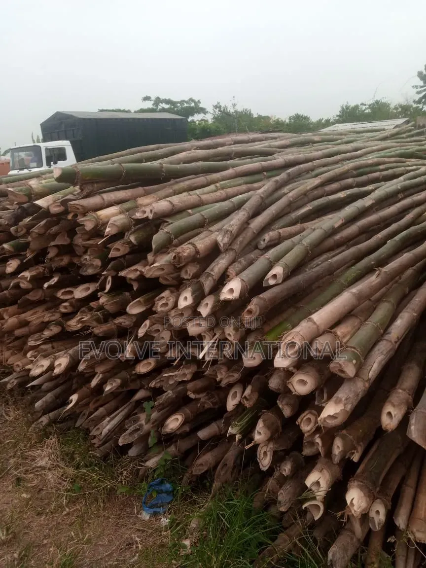 Bamboo R Bamboo in Lekki
