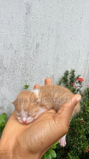 0-1 month Male Mixed Breed American Shorthair