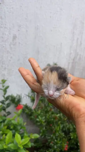 0-1 month Female Mixed Breed American Shorthair