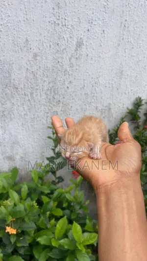 0-1 month Male Mixed Breed American Shorthair