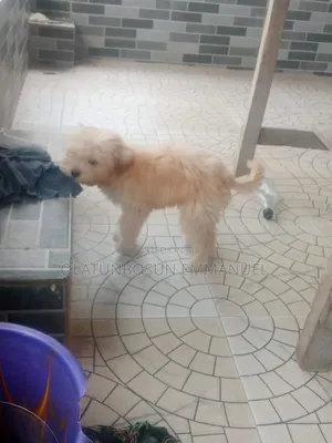 1-3 months Male Purebred Lhasa Apso