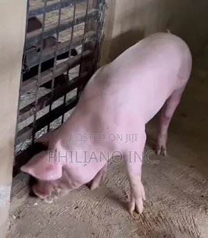 Hybrid Pig Over a Year