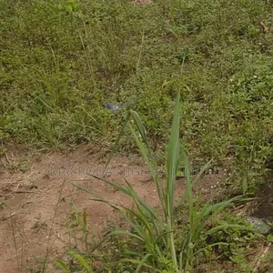 Standard Half Plot at Amule