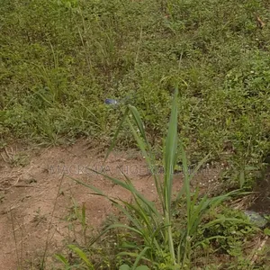 Standard Half Plot at Amule