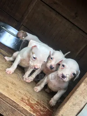 1-3 months Female Purebred American Pit Bull Terrier