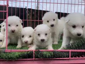 1-3 months Female Purebred American Eskimo