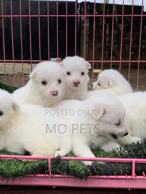1-3 months Male Purebred American Eskimo