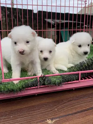 1-3 months Male Purebred American Eskimo