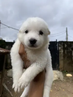 1-3 months Male Purebred American Eskimo