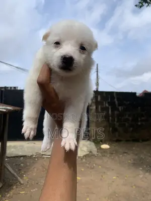1-3 months Female Purebred American Eskimo