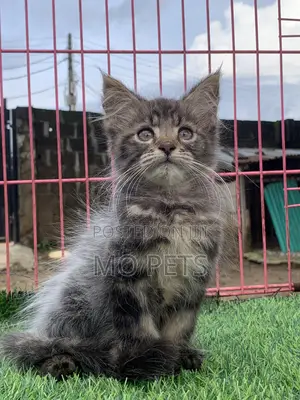 1-3 months Male Purebred Maine Coon
