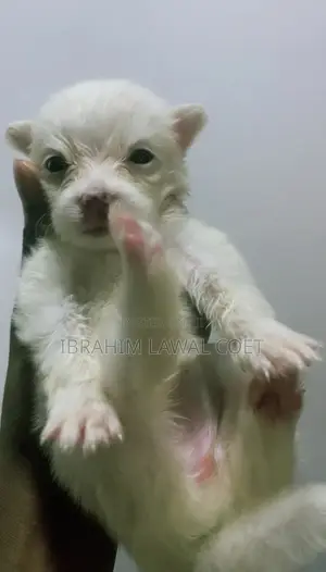 0-1 month Female Purebred American Eskimo