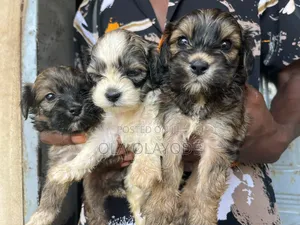 1-3 months Male Purebred Lhasa Apso