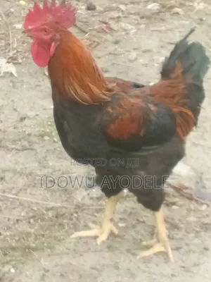 Noiler Rooster