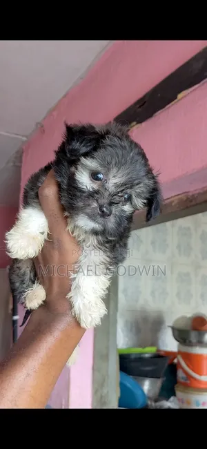 1-3 months Male Purebred Lhasa Apso