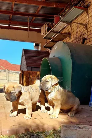 1-3 months Female Purebred Boerboel