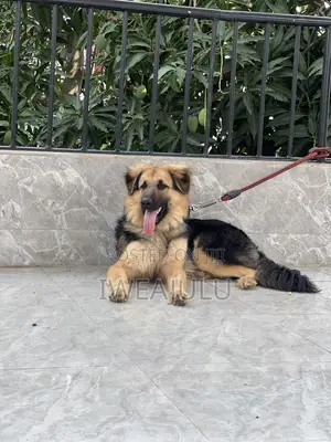 1+ year Male Mixed Breed German Shepherd