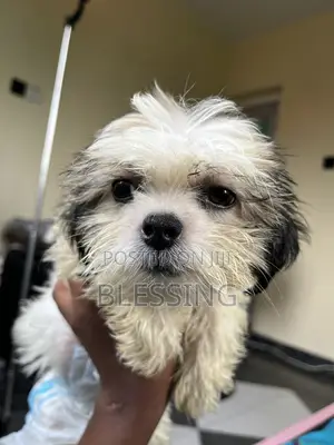 1-3 months Female Purebred Lhasa Apso