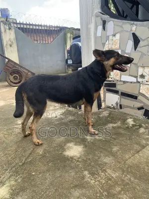1+ year Female Mixed Breed Rottweiler