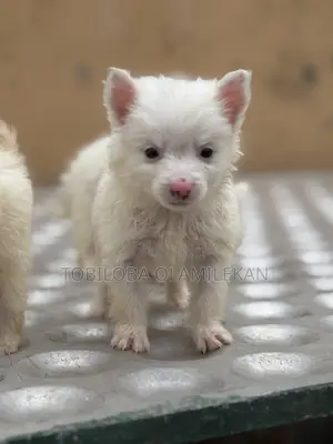1-3 months Male Purebred American Eskimo