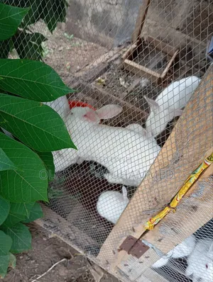 Rabbits in Nigeria for sale Prices on Jiji.ng