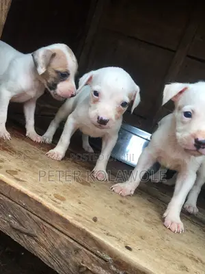 1-3 months Male Purebred American Pit Bull Terrier
