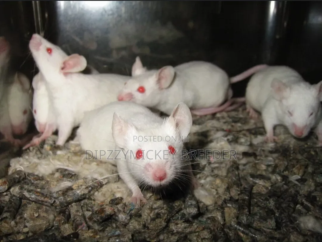 Albino Mice