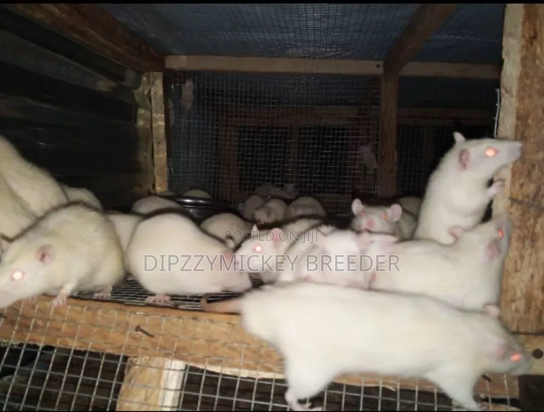 Albino Mice