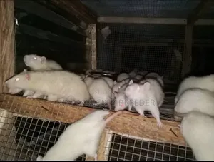 Albino Mice