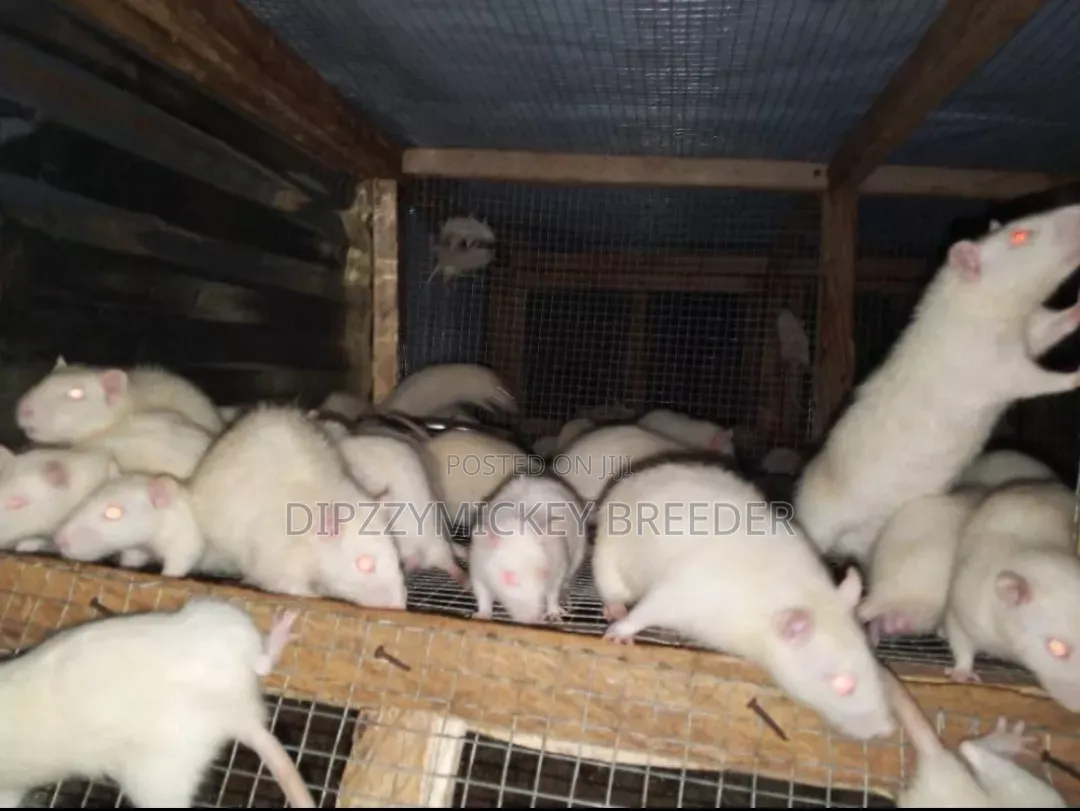 Albino Mice