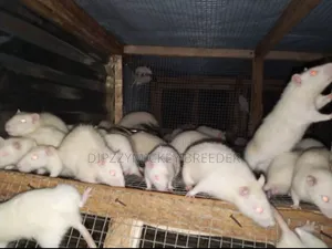 Albino Mice
