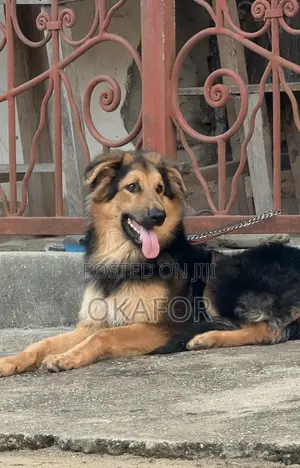 1+ year Male Mixed Breed German Shepherd