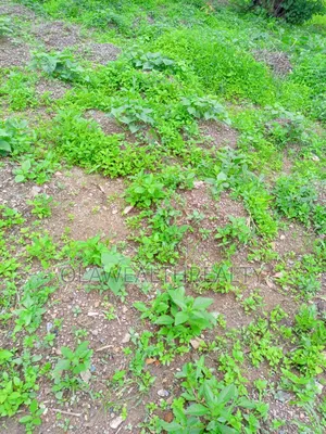 1,300sqm Residential Land at Maitama