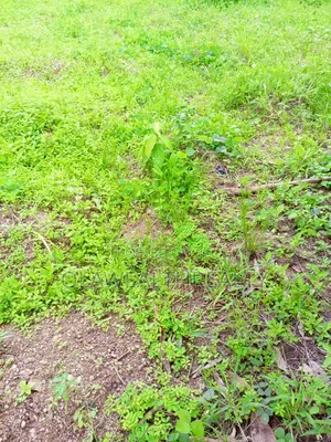1,813sqm Residential Land at Maitama Main