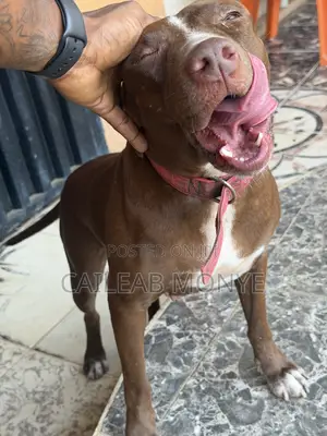 1+ year Female Purebred American Pit Bull Terrier