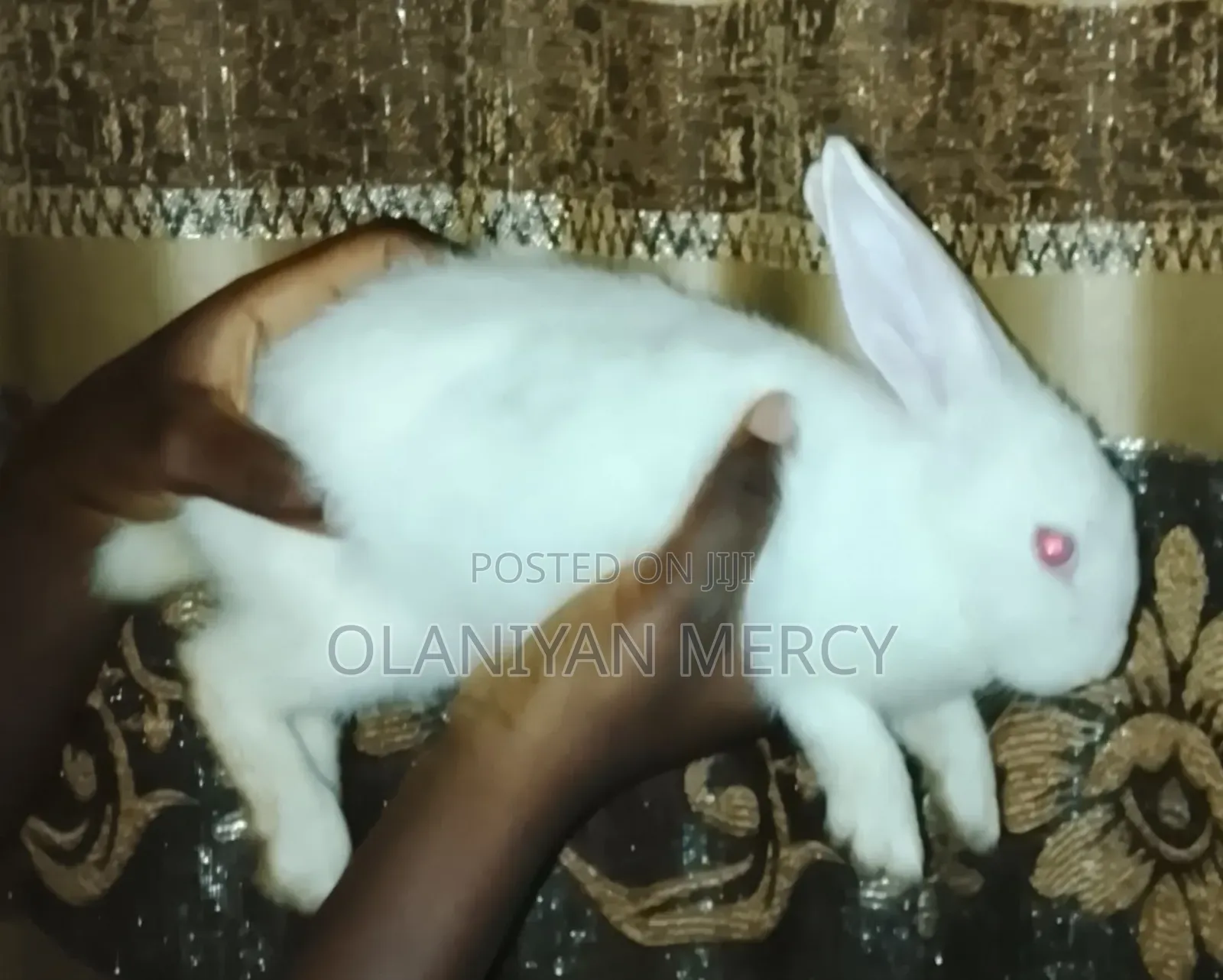 Rabbit 1 Month and 15 Days