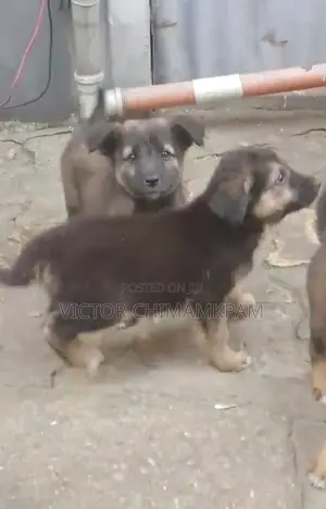 1-3 months Female Purebred German Shepherd