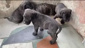 1-3 months Female Purebred Boerboel