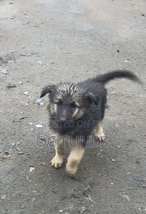 1-3 months Female Purebred German Shepherd