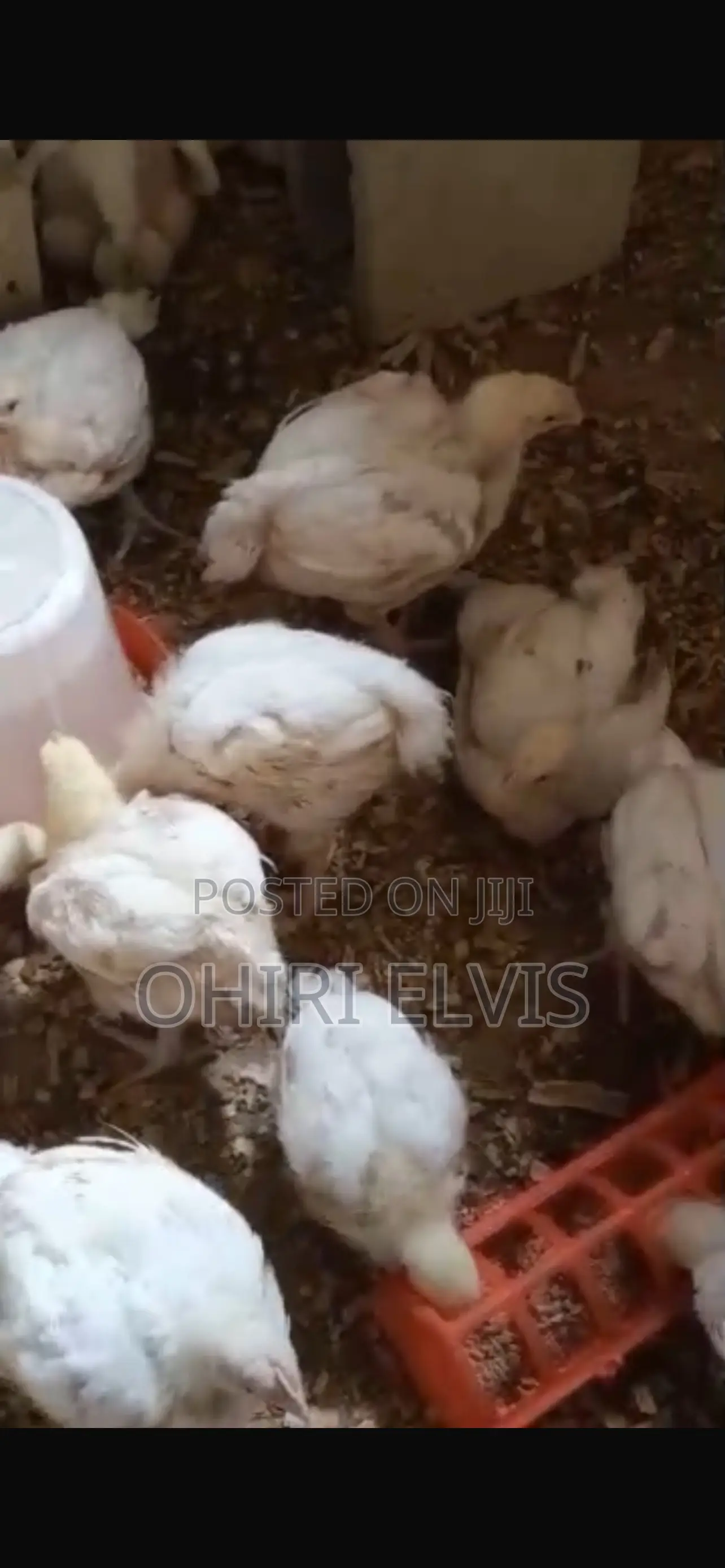 Live Broilers