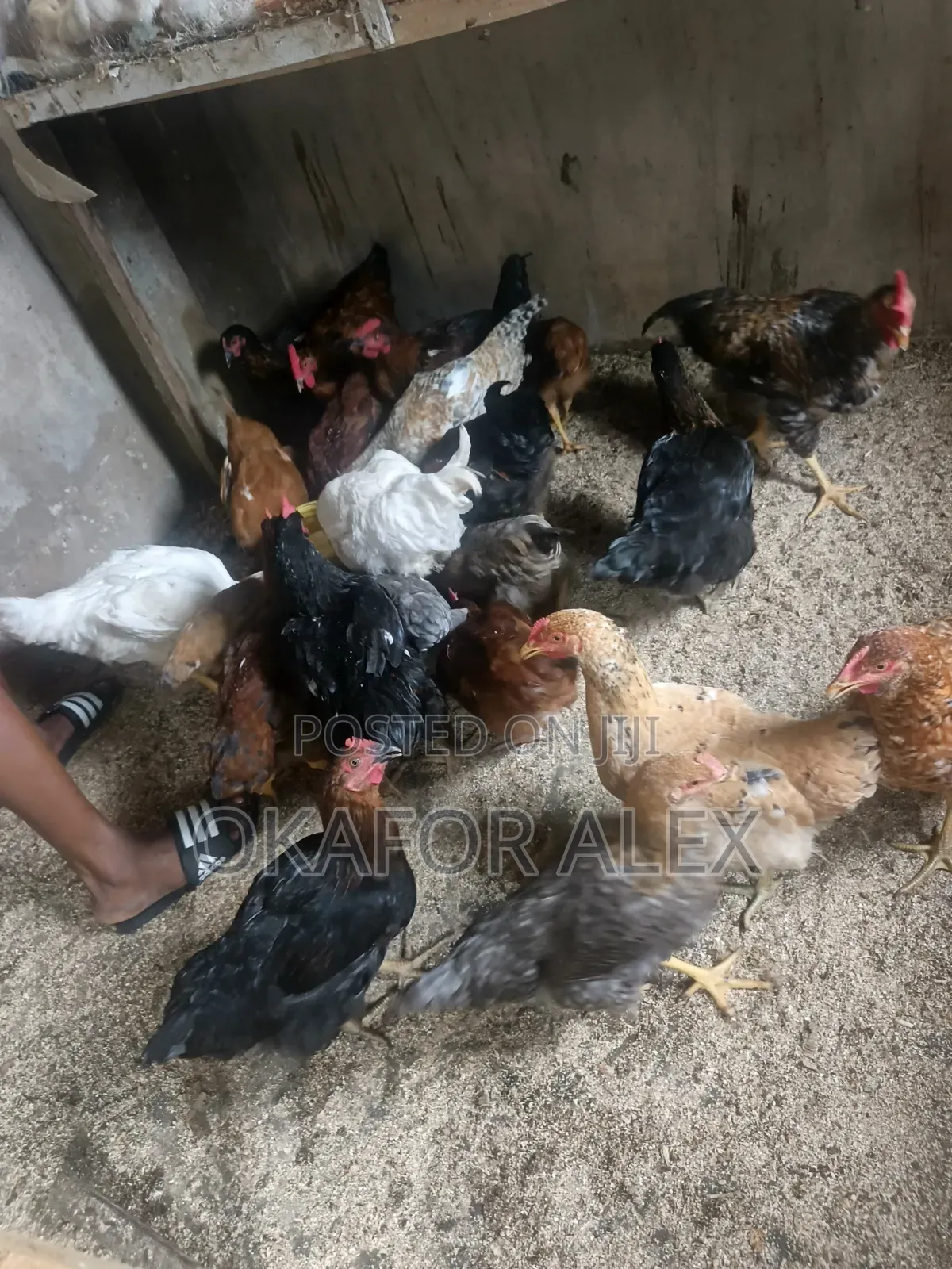 Fresh Live Broilers for Sale
