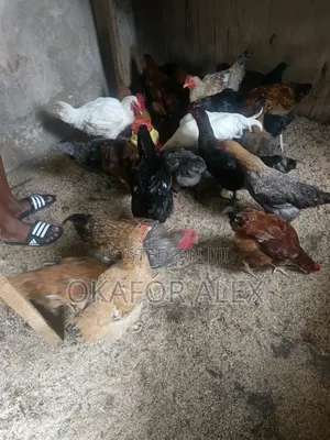 Fresh Live Broilers for Sale