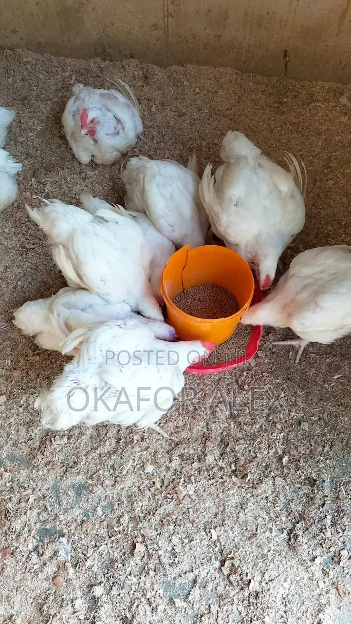 Fresh Live Broilers for Sale