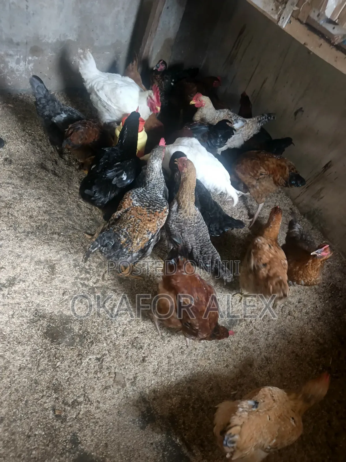 Fresh Live Broilers for Sale