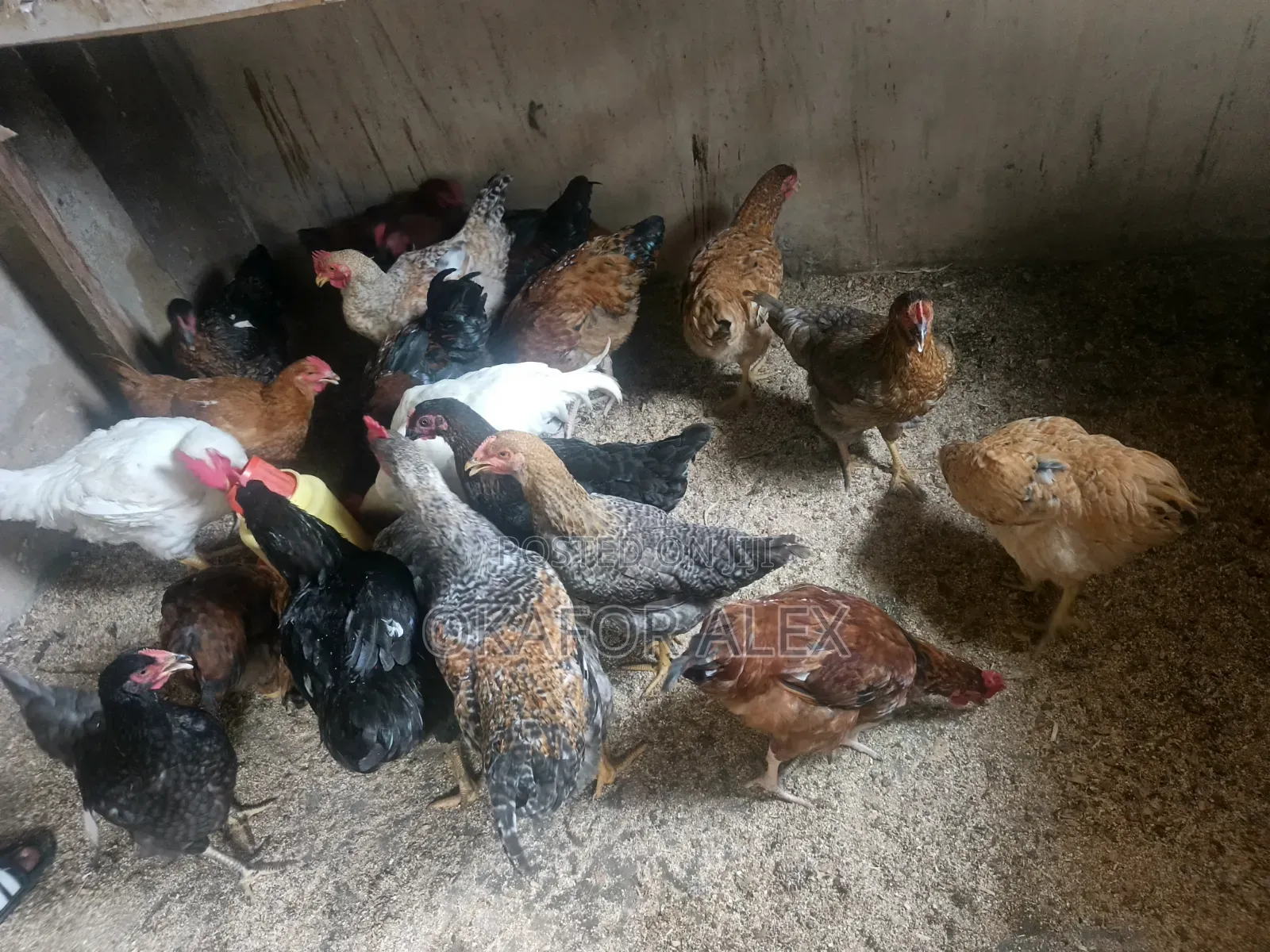 Fresh Live Broilers for Sale