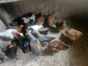 Fresh Live Broilers for Sale