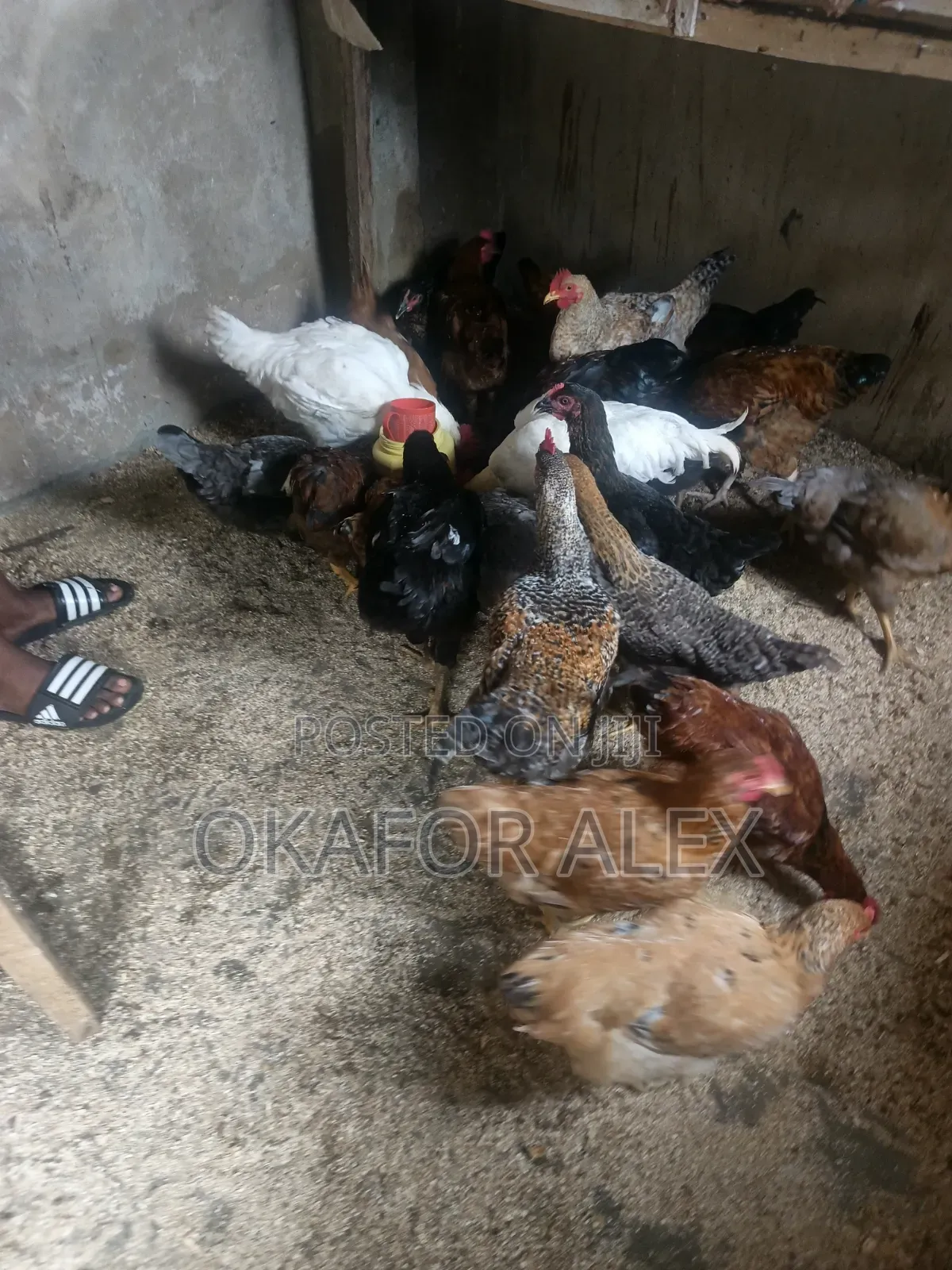 Fresh Live Broilers for Sale